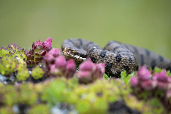Livigno,Alpi Retiche,Lombardy,Italy. Vipera aspis