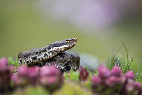 Livigno,Alpi Retiche,Lombardy,Italy. Vipera aspis