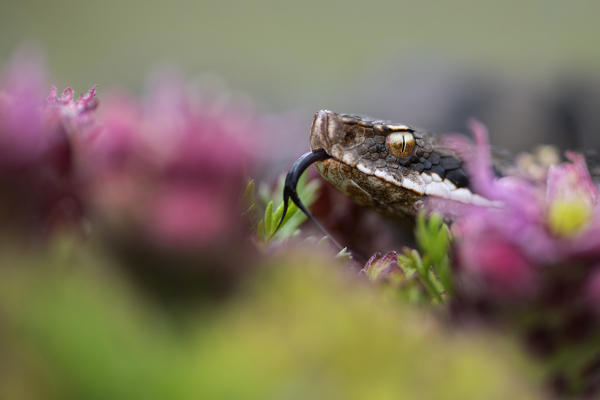 Livigno,Alpi Retiche,Lombardy,Italy. Vipera aspis