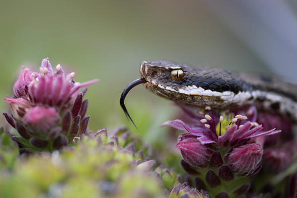 Livigno,Alpi Retiche,Lombardy,Italy. Vipera aspis