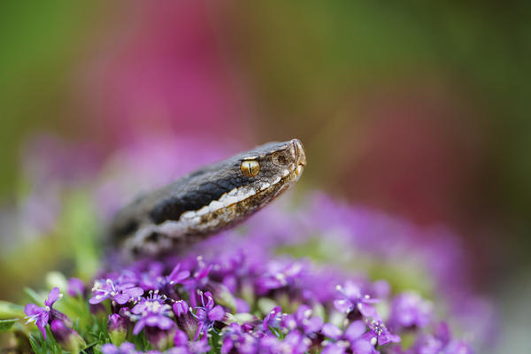 Livigno,Alpi Retiche,Lombardy,Italy. Vipera aspis