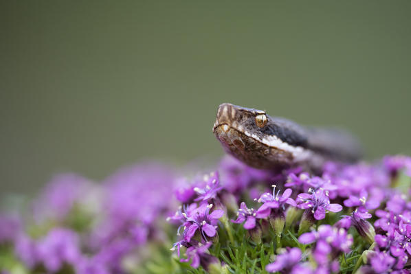 Livigno,Alpi Retiche,Lombardy,Italy. Vipera aspis