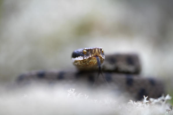 Livigno,Alpi Retiche,Lombardy,Italy. Vipera aspis