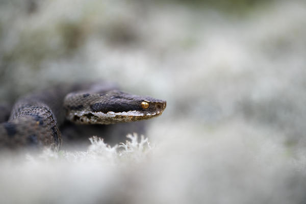 Livigno,Alpi Retiche,Lombardy,Italy. Vipera aspis