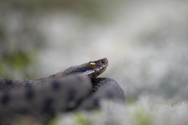 Livigno,Alpi Retiche,Lombardy,Italy. Vipera aspis