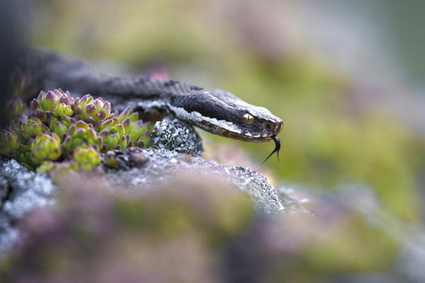 Livigno,Alpi Retiche,Lombardy,Italy. Vipera aspis
