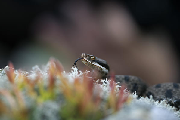 Livigno,Alpi Retiche,Lombardy,Italy. Vipera aspis