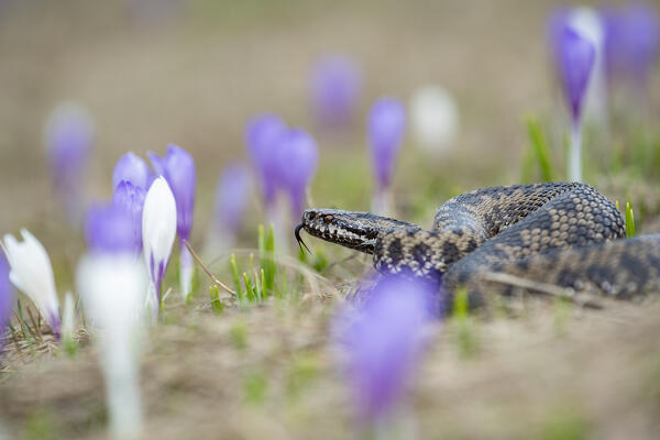 Park Orobie Valtellina, Lombardy, Italy. Vipera berus