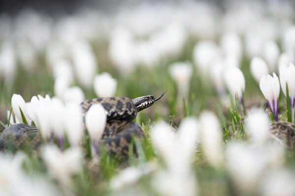 Park Orobie Valtellina, Lombardy, Italy. Vipera berus