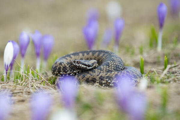 Park Orobie Valtellina, Lombardy, Italy. Vipera berus