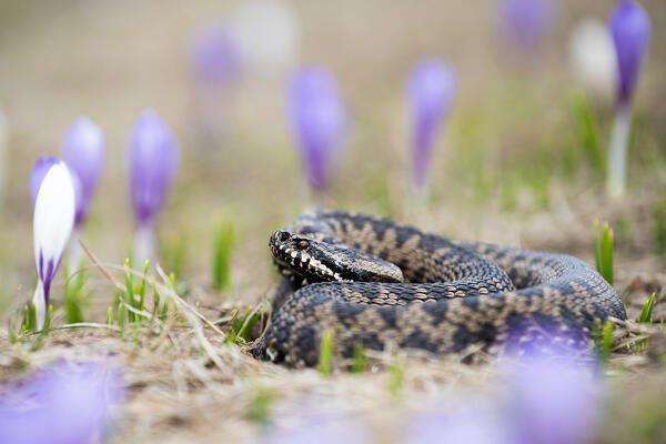 Park Orobie Valtellina, Lombardy, Italy. Vipera berus