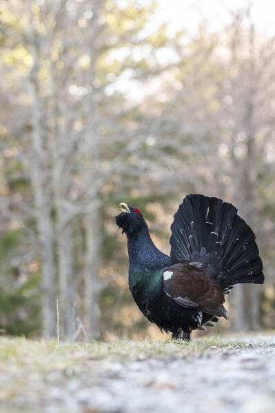Western capercaillie,wood grouse (Tetrao urogallus). Trentino-Alto Adige, Italy