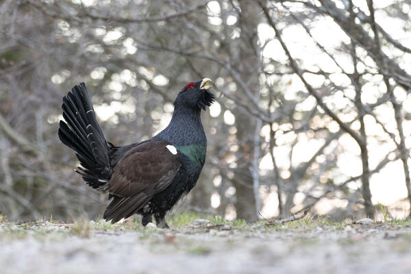 Western capercaillie,wood grouse (Tetrao urogallus). Trentino-Alto Adige, Italy