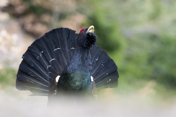 Western capercaillie,wood grouse (Tetrao urogallus). Trentino-Alto Adige, Italy