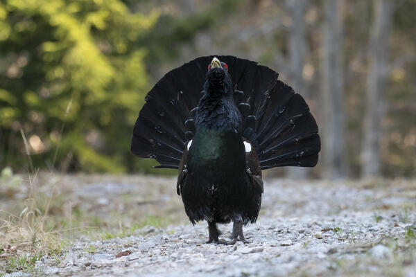 Western capercaillie,wood grouse (Tetrao urogallus). Trentino-Alto Adige, Italy