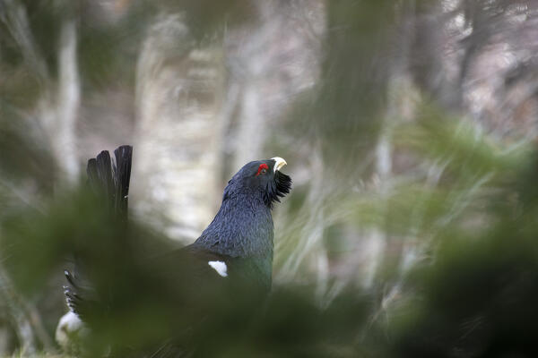 Western capercaillie,wood grouse (Tetrao urogallus). Trentino-Alto Adige, Italy