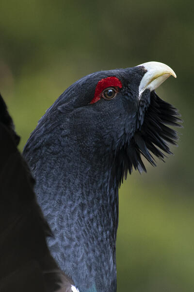 Western capercaillie,wood grouse (Tetrao urogallus). Trentino-Alto Adige, Italy