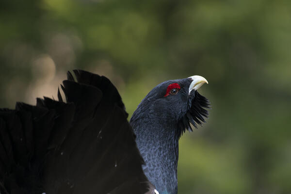 Western capercaillie,wood grouse (Tetrao urogallus). Trentino-Alto Adige, Italy