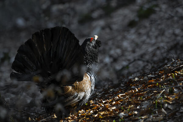 Western capercaillie,wood grouse (Tetrao urogallus). Trentino-Alto Adige, Italy