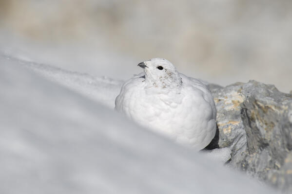 Stelvio National Park, Lombardy, Italy. Rock ptarmigan, Lagopus muta
