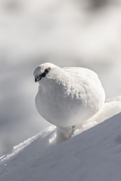 Stelvio National Park, Lombardy, Italy. Rock ptarmigan, Lagopus muta