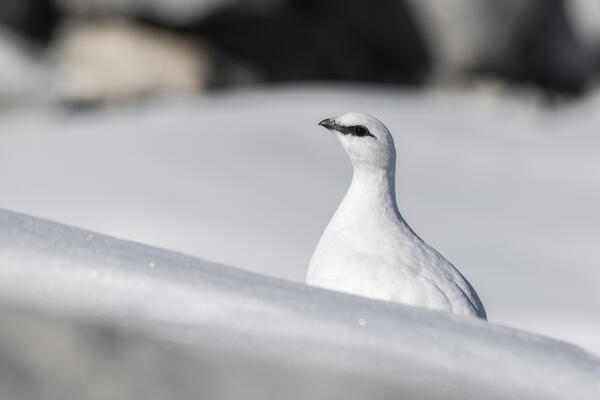 Stelvio National Park, Lombardy, Italy. Rock ptarmigan, Lagopus muta