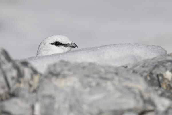 Stelvio National Park, Lombardy, Italy. Rock ptarmigan, Lagopus muta