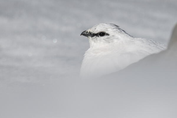 Stelvio National Park, Lombardy, Italy. Rock ptarmigan, Lagopus muta