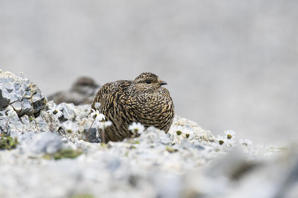 Stelvio National Park, Lombardy, Italy. Rock ptarmigan