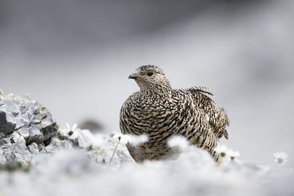 Stelvio National Park, Lombardy, Italy. Rock ptarmigan