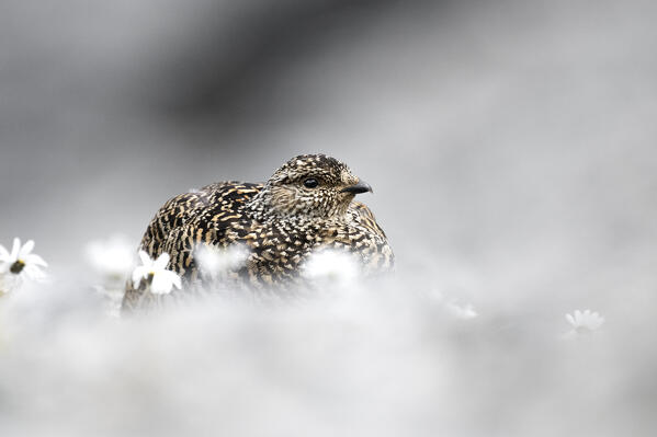 Stelvio National Park, Lombardy, Italy. Rock ptarmigan
