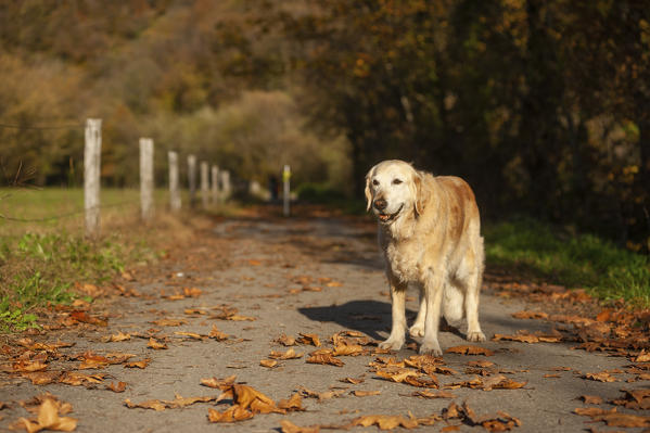 Lugano district, Switzerland, Europe. Golden retriever on a country road in autumn