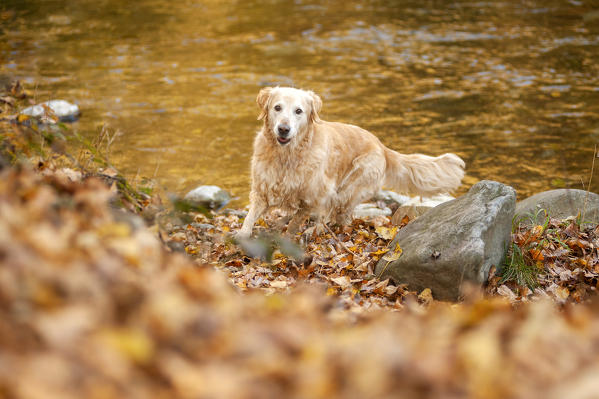 Lugano district, Switzerland, Europe. Golden retriever coming out of a river