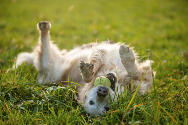 Lugano district, Switzerland, Europe. Golden retriever rolling in the grass