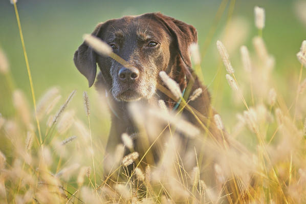 Milano province, Lombardy, Italy, Europe. Portrait of a chocolate labrador retriever sitting in the tall grass