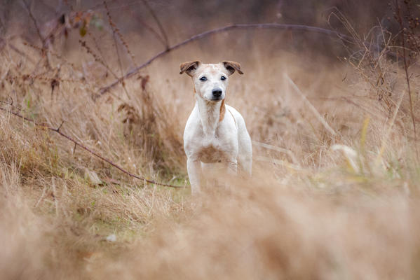 Milano province, Lombardy, Italy, Europe. A jack russell terrier is standing in the heath