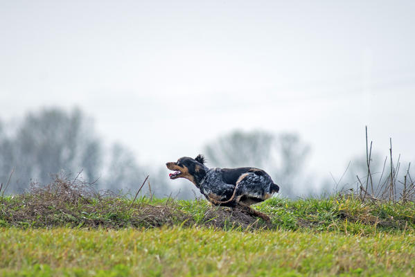 Fubine, Alessandria province, Monferrato, Piedmont, Italy, Europe. Epagneul breton is running at full speed