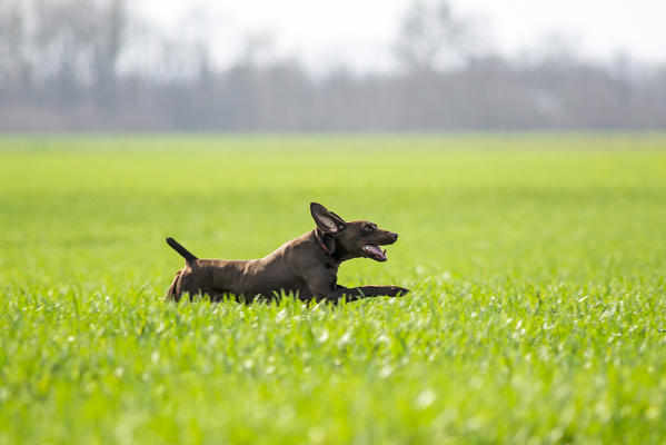 Fubine, Alessandria province, Monferrato, Piedmont, Italy, Europe. Deutsche kurzhaar is running in a wheat field
