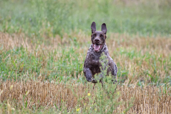 Pian di Spino, Forlì province, Emilia Romagna, Italy, Europe. Deutsche kurzhaar running