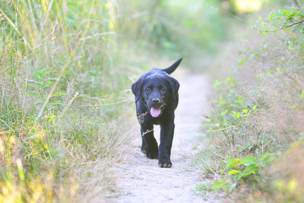 Milano province, Lombardy, Italy, Europe. Black labrador puppy walking on a path in a natural park