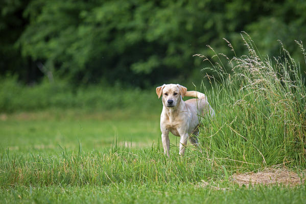Milano province, Lombardy, Italy, Europe. Yellow labrador standing behind tall grass