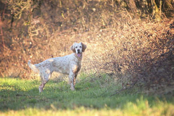 Milano province, Lombardy, Italy, Europe. English setter standing near brambles
