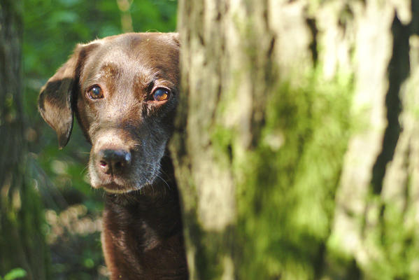 Milano province, Lombardy, Italy, Europe. Chocolate labrador behind a tree                              