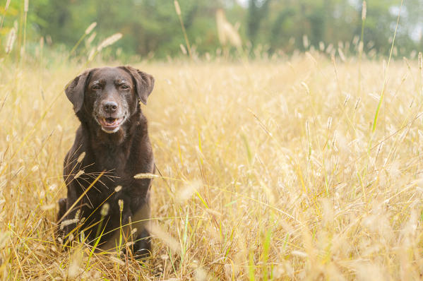 Milano province, Lombardy, Italy, Europe. Chocolate labrador sitting in a field