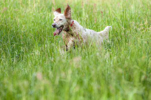 Milano province, Lombardy, Italy, Europe. English setter is running free in a field