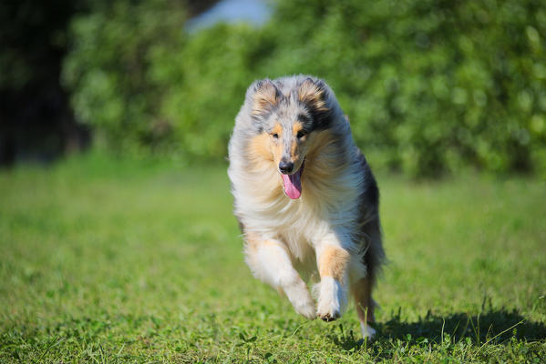 Milano province, Lombardy, Italy, Europe. A rough collie is running outdoors