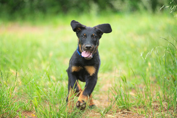 Piacenza province, Emilia Romagna, Italy, Europe. Beauceron puppy is running free in a field