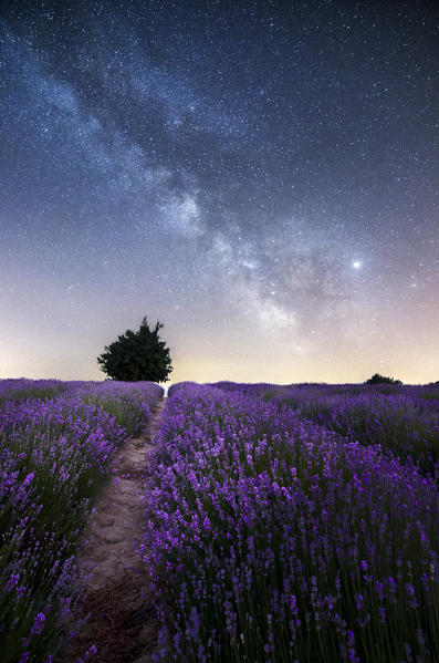 Lavanda and Milky Way in Langhe, Sale San Giovanni, Piedmont, Italy