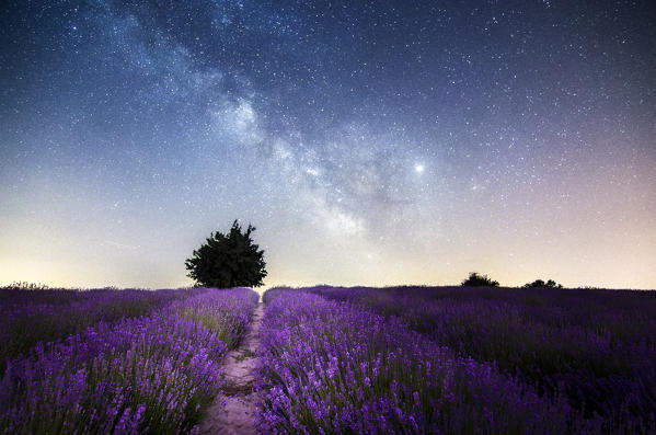 Lavanda and Milky Way in Langhe, Sale San Giovanni, Piedmont, Italy