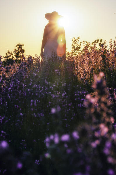 Girl looking at the sunset in a lavander field, Sale San Giovanni, Piedmont, Italy